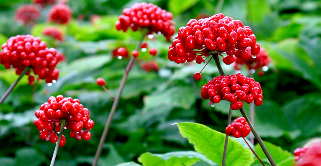 Ginseng para agrandar o pene